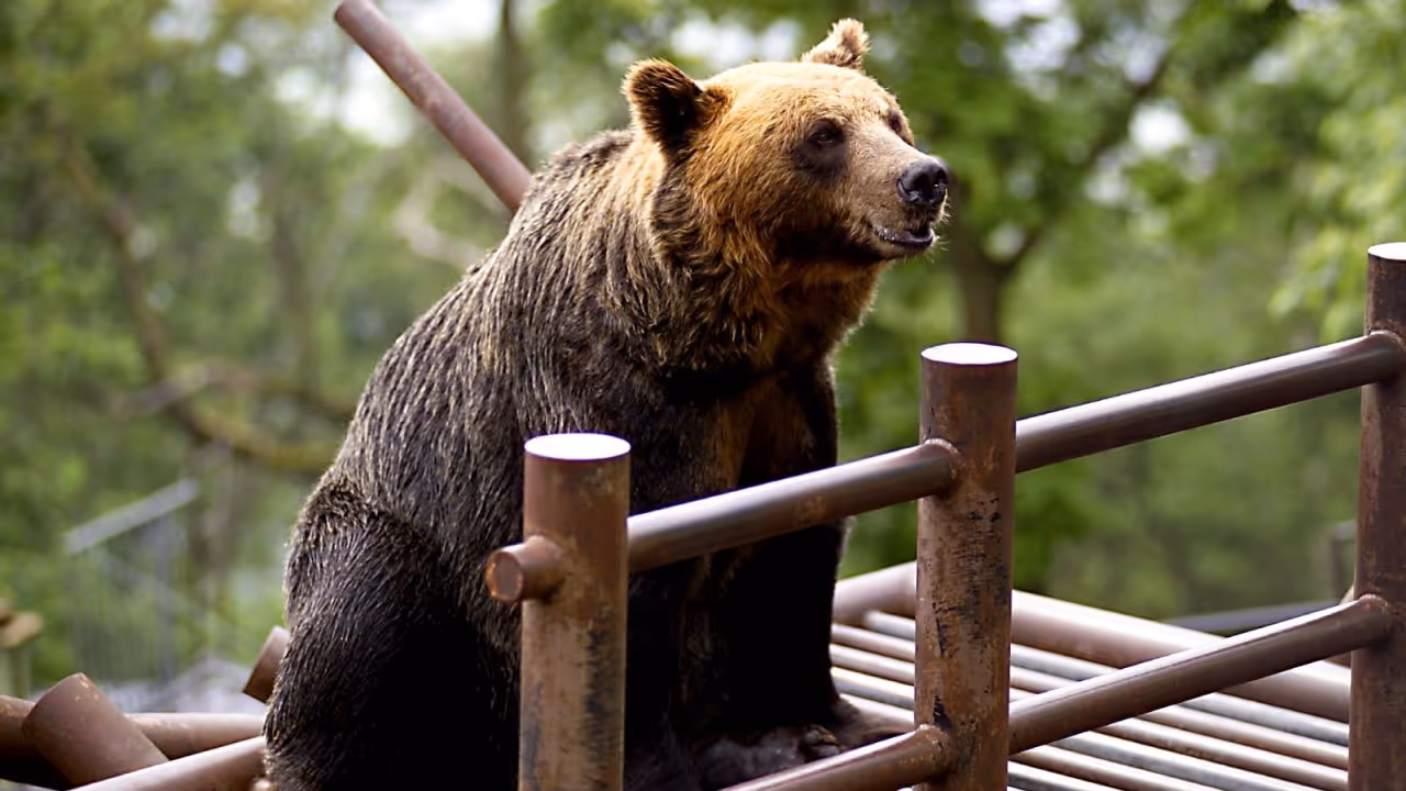 Brown bear sitting behind metal railings with a blurred green forest background.