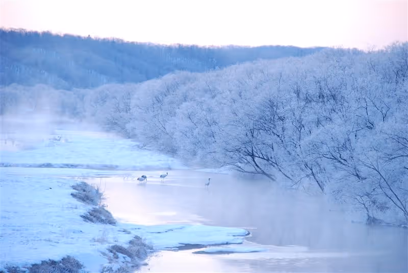 Winter landscape with snow-covered trees along a partially frozen river, with several cranes standing in the water and mist rising.