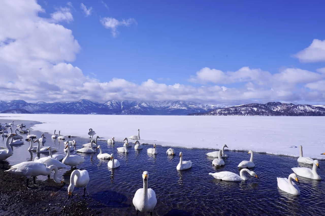 Swans swimming in clear water near the snowy shore of a frozen lake with snow-covered mountains in the background under a partly cloudy blue sky.