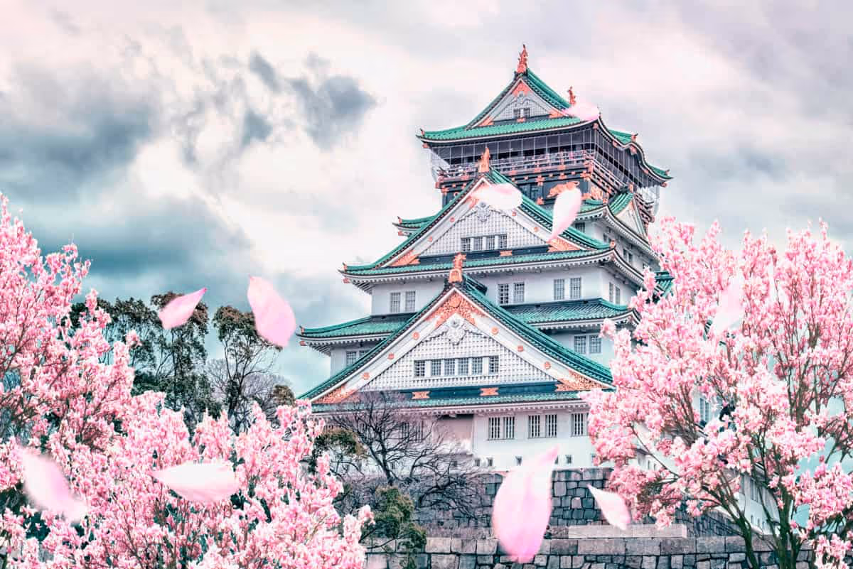 Traditional Japanese castle with green roofs surrounded by blooming cherry blossom trees with pink petals falling.