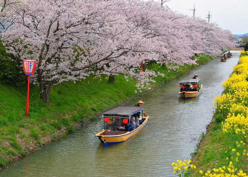 Small covered boats with passengers float along a canal lined with blooming pink cherry blossom trees on one side and yellow flowers on the other.