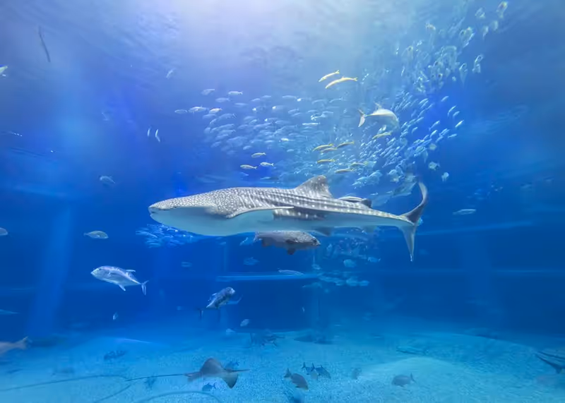 A large whale shark swimming in an aquarium tank surrounded by various smaller fish.