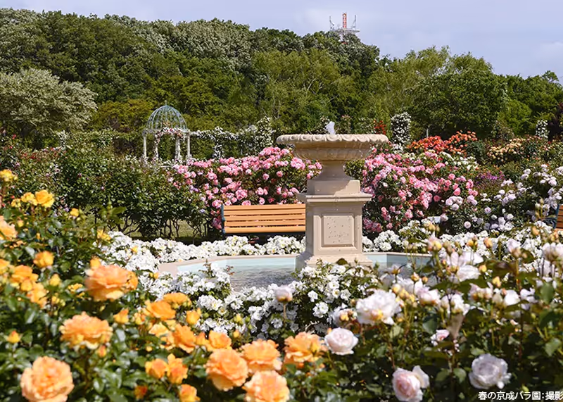 Rose garden with a central stone fountain surrounded by yellow, white, pink, and red roses, green trees, and a wooden bench.