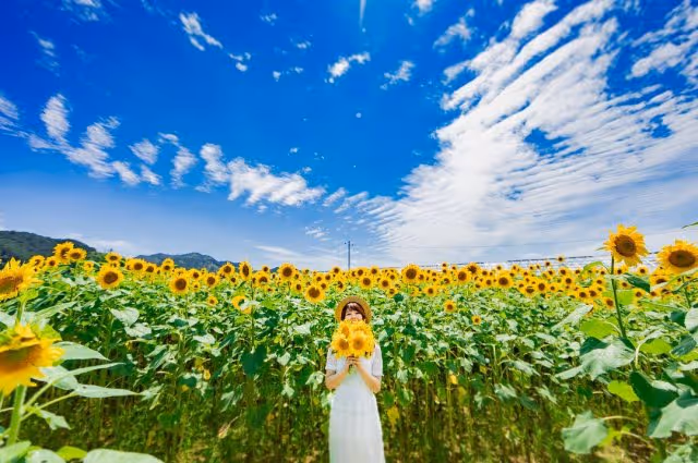 Woman in a white dress and hat holding sunflowers, standing in a large sunflower field under a bright blue sky with scattered clouds.