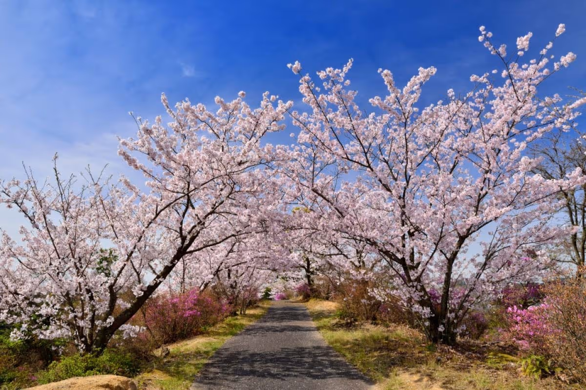 Pathway lined with blooming pink cherry blossom trees under a clear blue sky.
