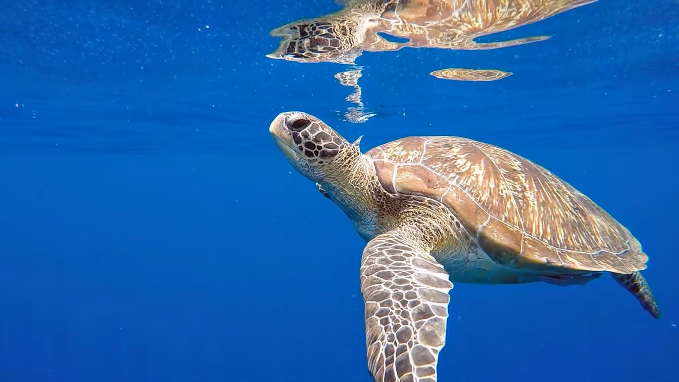 Loggerhead sea turtle swimming underwater near the surface in clear blue ocean.