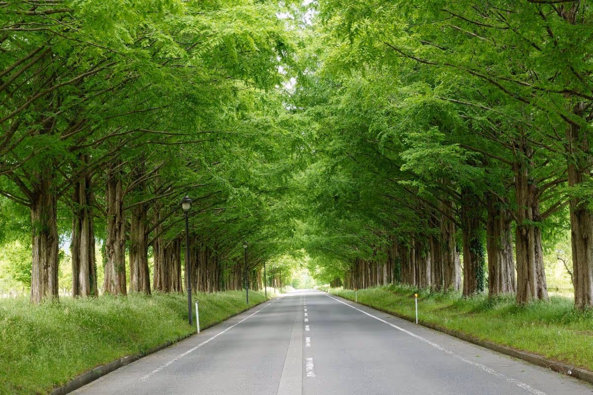 Road lined with tall green trees forming a leafy canopy overhead.