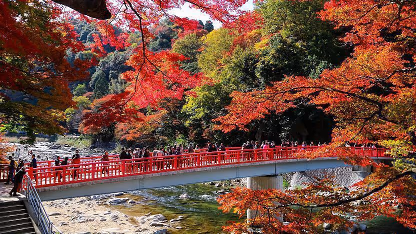 Red bridge crowded with people over a clear river surrounded by trees with bright red, orange, and green autumn leaves.