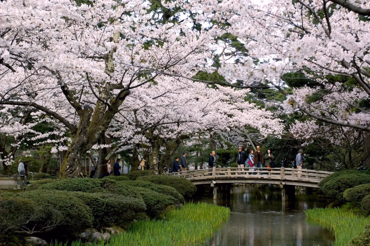 People walking on a wooden bridge under blooming cherry blossom trees over a calm pond in a lush garden.