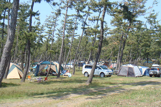 Campsite with multiple tents and parked cars among tall pine trees on grassy area under clear sky.