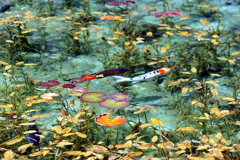 Clear pond with colorful koi fish swimming among green and yellow aquatic plants and lily pads.