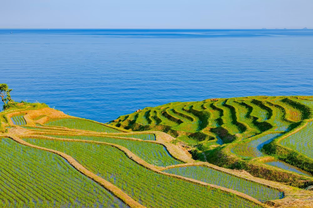 Terraced green rice paddies on hillside overlooking a calm blue sea under clear sky.
