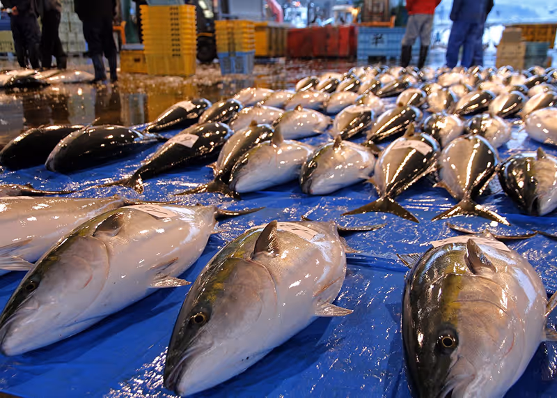 Rows of large fresh fish arranged on a blue tarp at a busy indoor fish market with crates and people in the background.