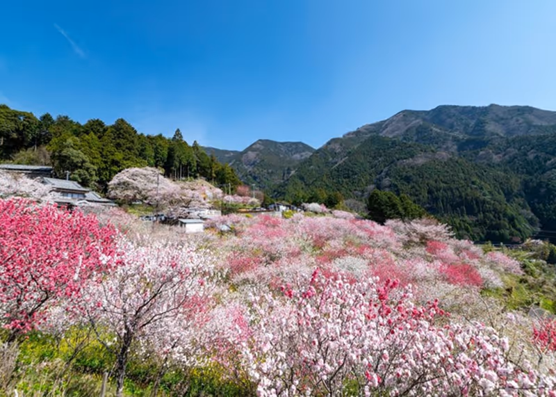 Rolling hills covered with vibrant pink and white blooming flowers beneath a clear blue sky, with forested mountains in the background.