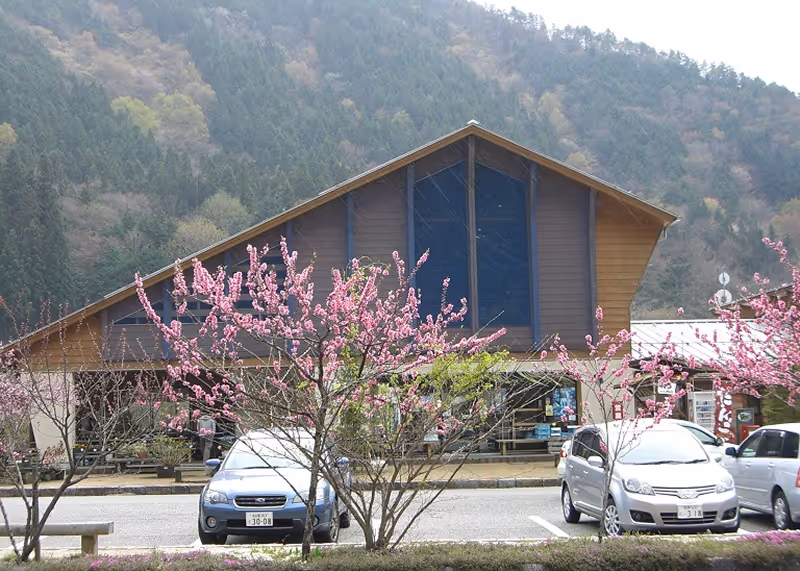 Wooden building with a steep roof behind blooming pink cherry blossom trees and parked cars, set against a forested mountain background.