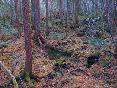 Dense forest with tall trees, a moss-covered forest floor, and scattered rocks and roots.