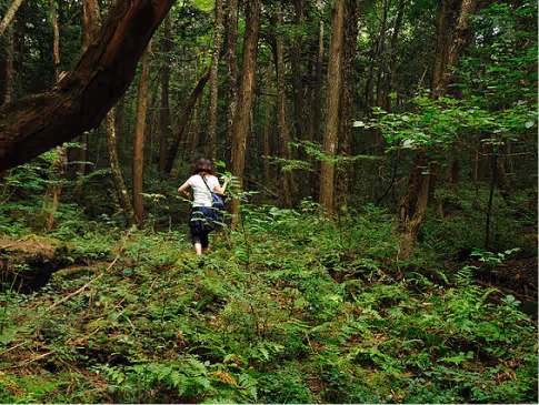 Person walking uphill through dense green forest with tall trees and thick undergrowth.
