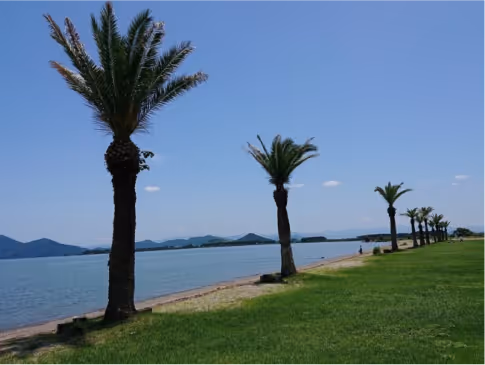 Row of palm trees along a grassy shoreline with calm water and distant hills under a clear blue sky.