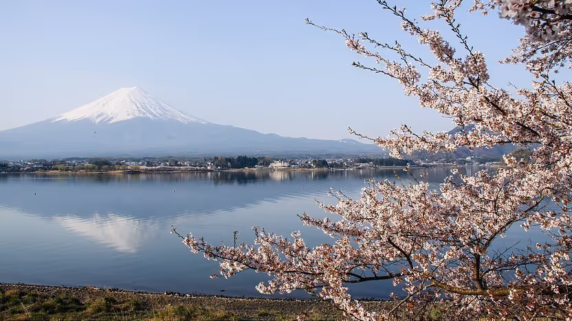 Snow-capped Mount Fuji reflected in Lake Kawaguchiko with cherry blossoms in the foreground.