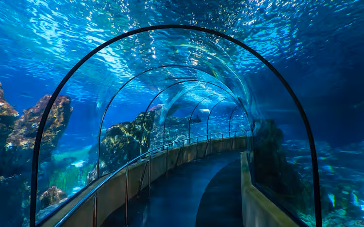 Curved underwater tunnel walkway with glass walls and ceiling inside an aquarium, surrounded by water and marine life.