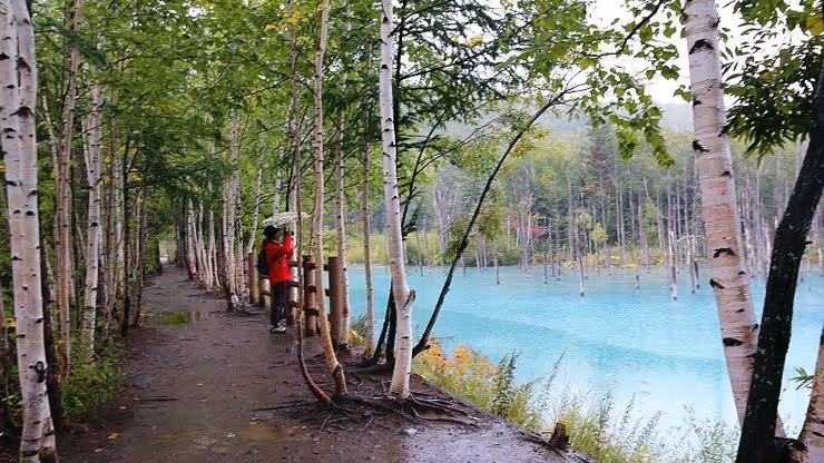 Person in red jacket holding an umbrella standing on a tree-lined path beside a vibrant blue pond with partly submerged tree trunks.