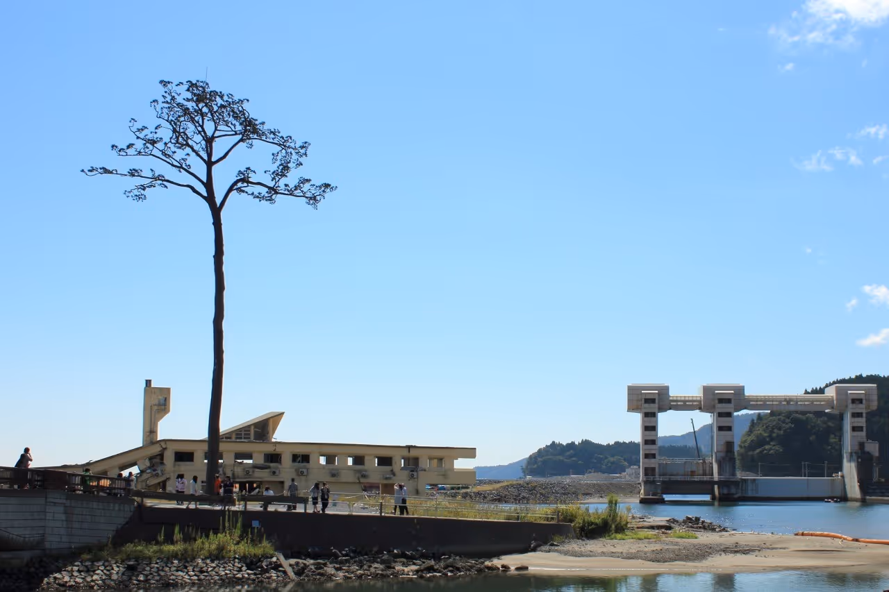 A lone tall pine tree standing near a waterfront with buildings and a large industrial structure in the background under a clear blue sky.