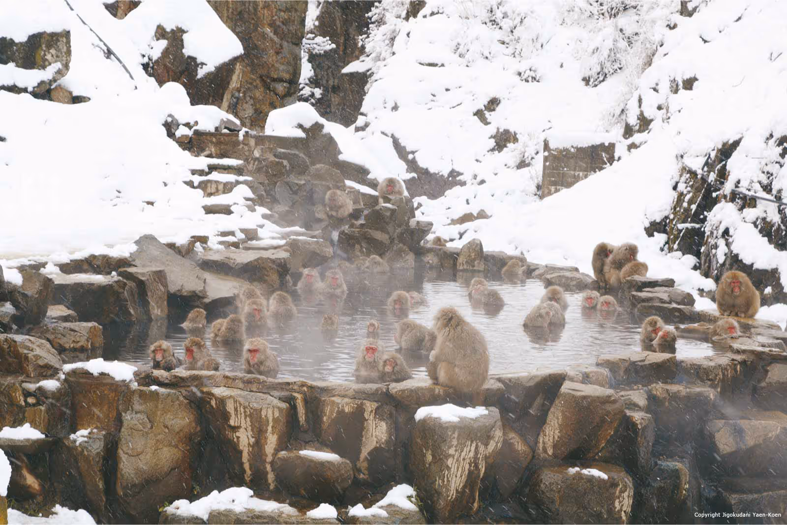 Group of Japanese macaques soaking in a hot spring surrounded by snow-covered rocks.