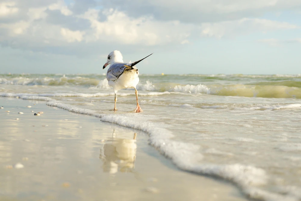 A stunning coastal nature reserve managed by the Lincolnshire Wildlife Trust. Excellent for birdwatching, walking, and photography with beautiful marshland views and peaceful trails.
