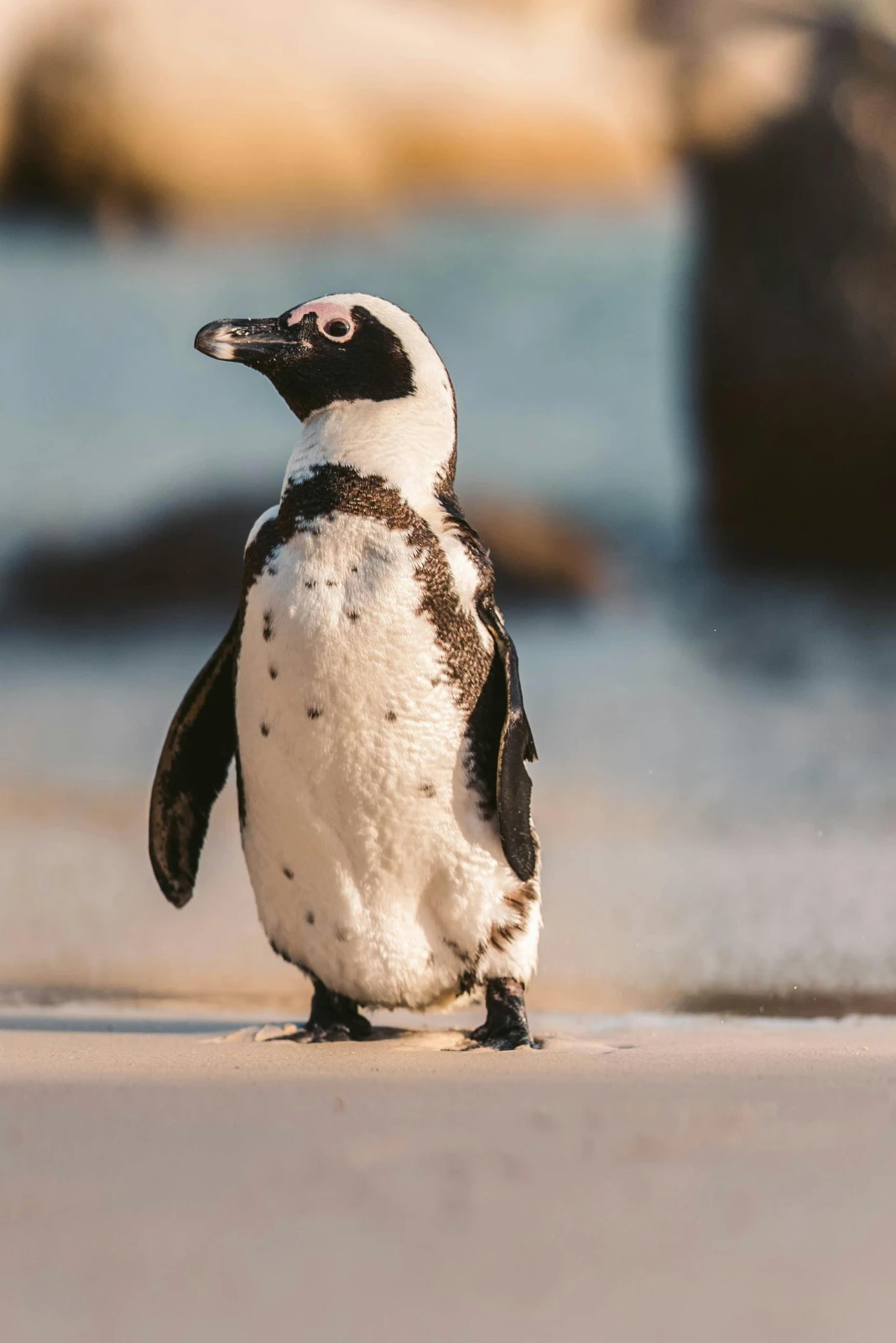 A family favourite where visitors can meet rescued seals, penguins, meerkats, and other animals while learning about marine conservation.