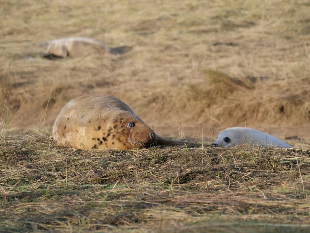 A mother grey seal resting on the sand beside her newborn pup