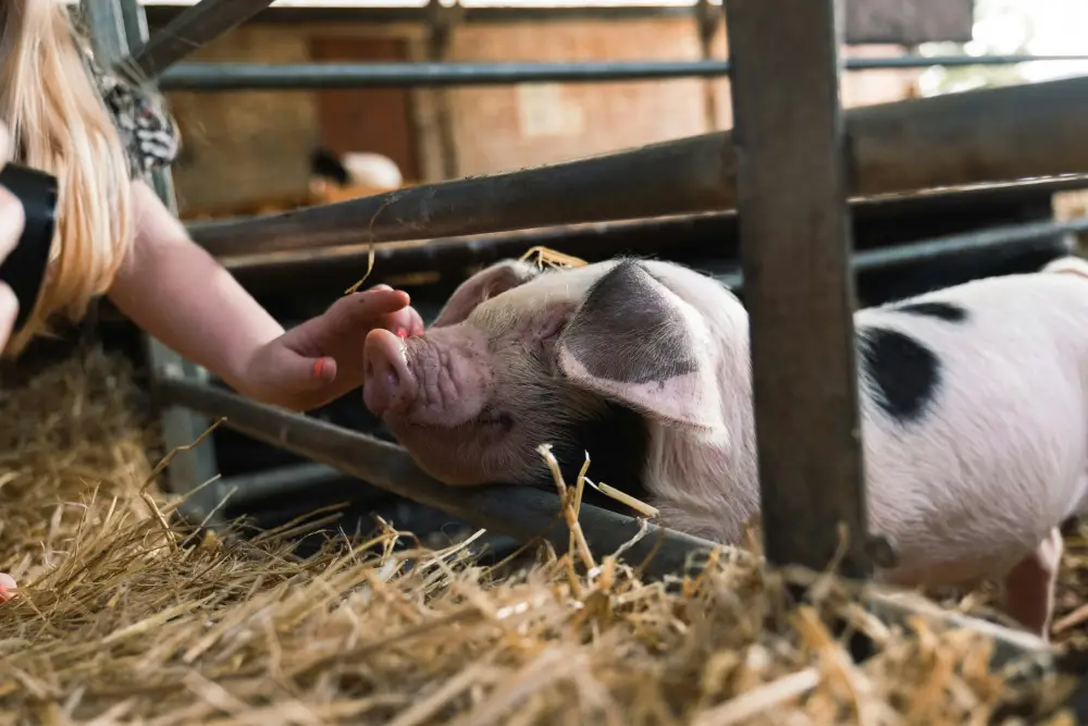 pig being petted