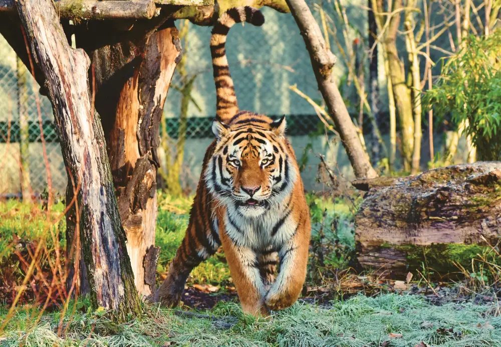 bengal tiger