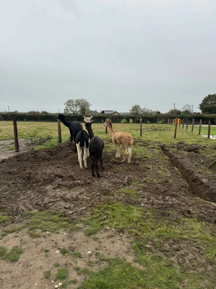 alpacas on a building site