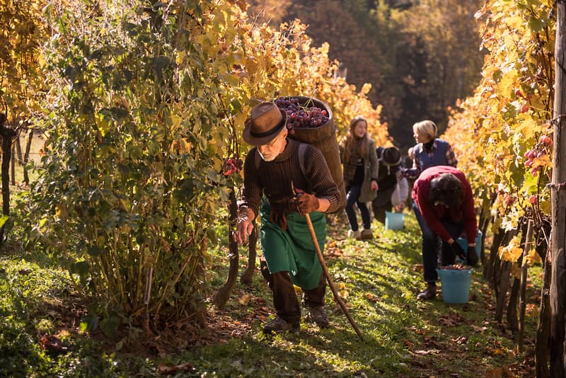 Plukkers halen druiven binnen tussen de wijnranken, met herfstblad aan de stokken.