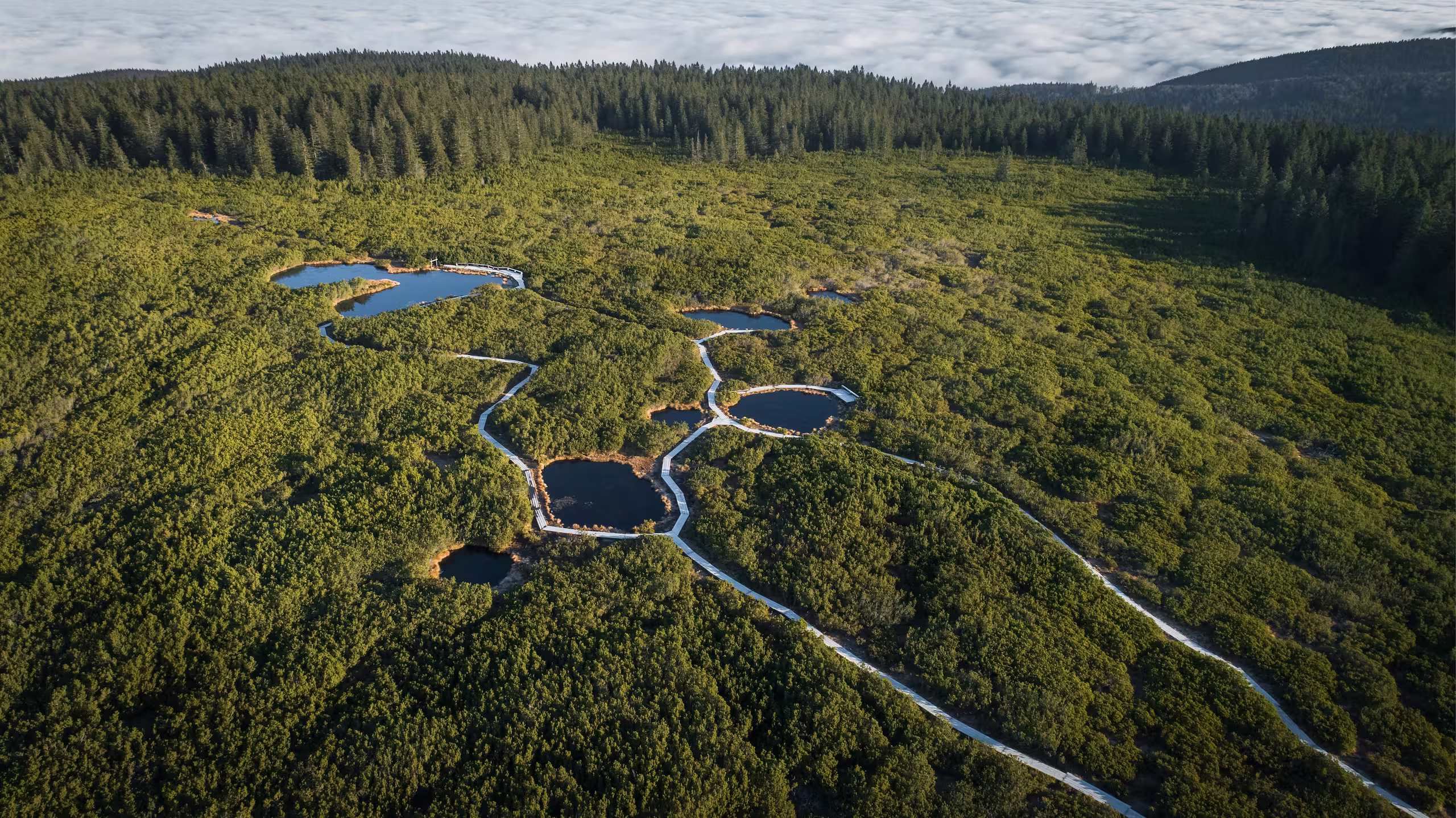 lakes in the middle of a forest with a wooden path around it