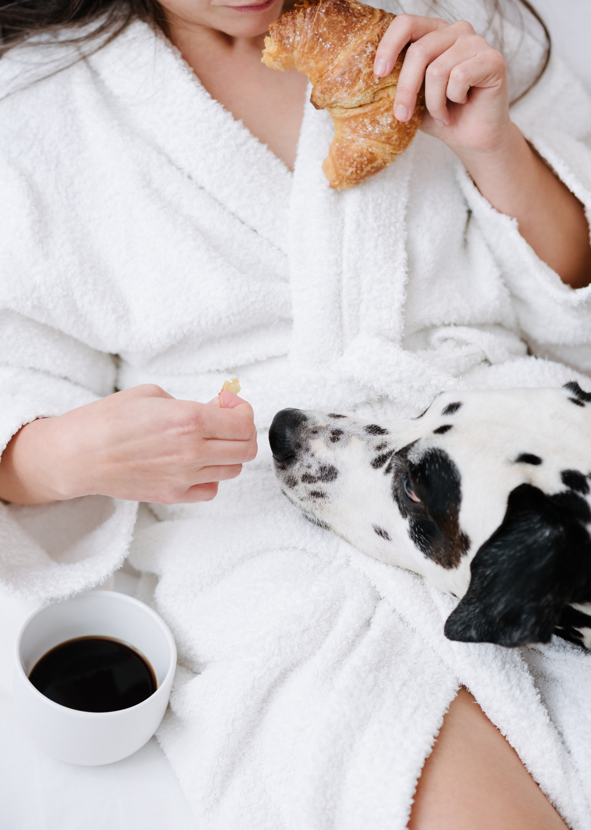 Dog in hotel room with owner