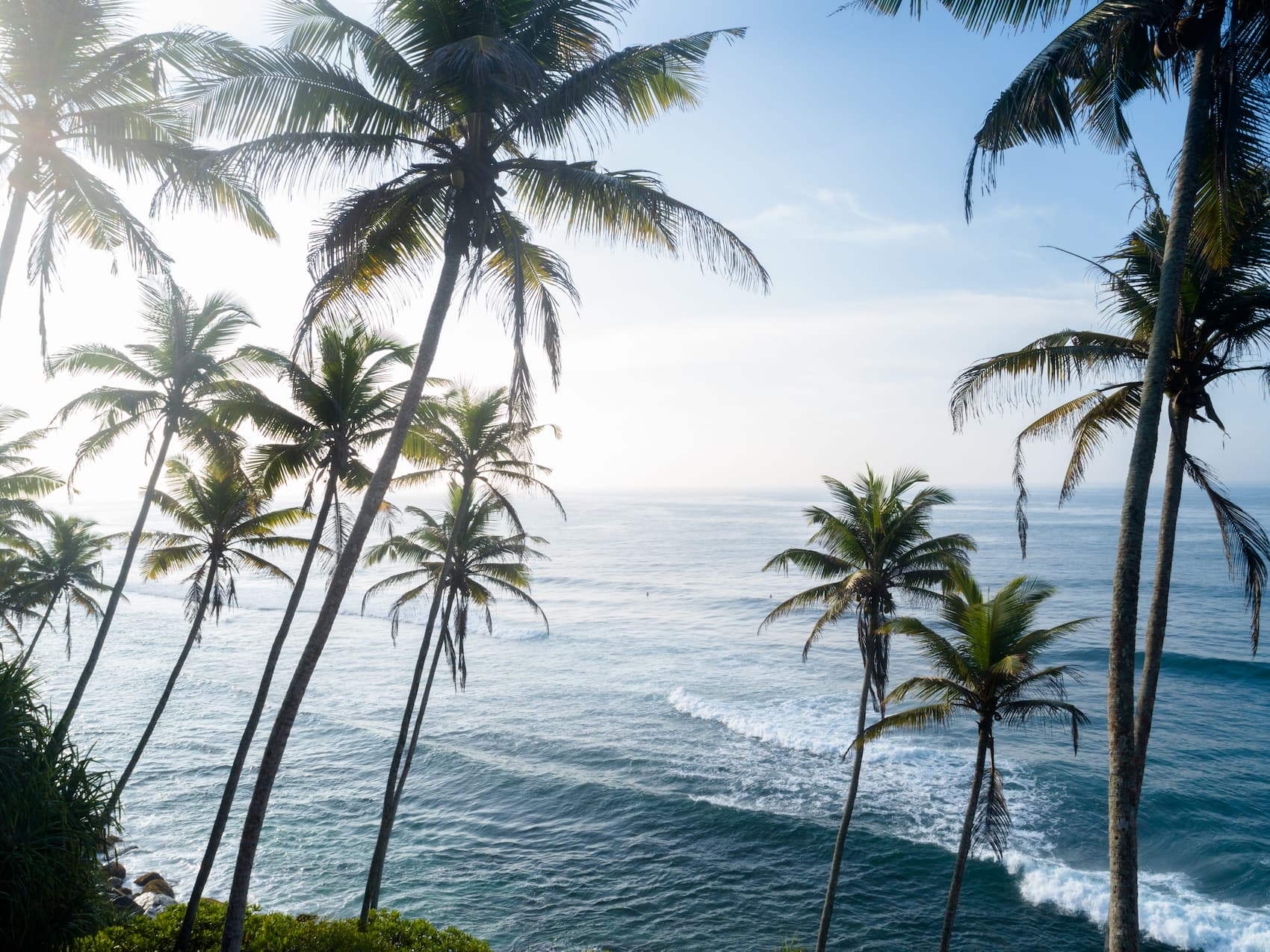 coconut tree on beach on island