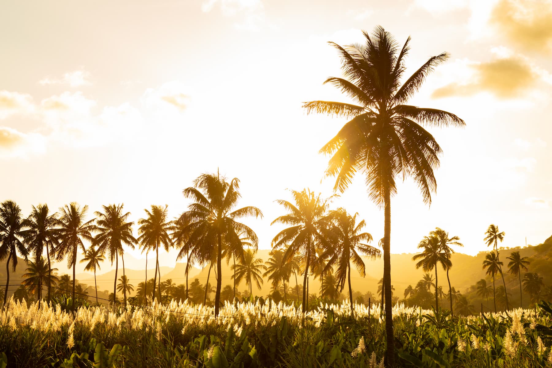 sunset on palm tree beach
