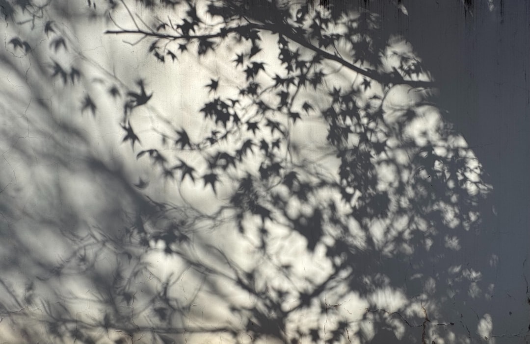Shadow of oak tree leaves on wall