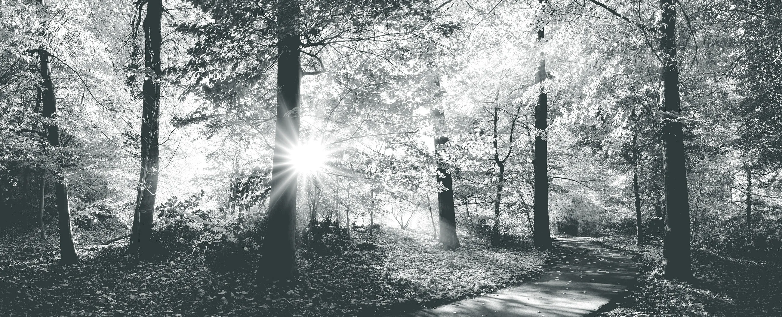 Sunlight shining through trees along peaceful forest trail