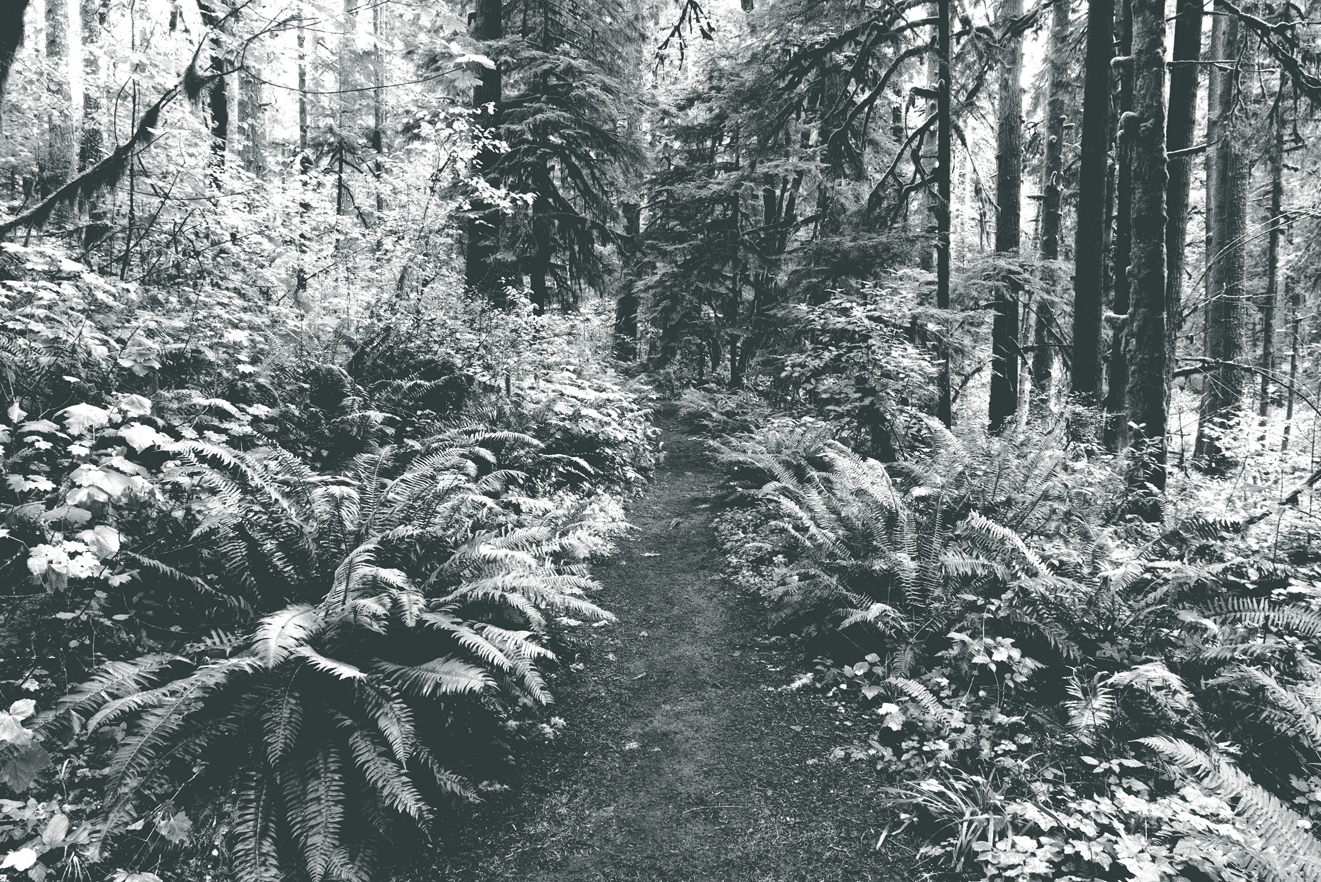 Narrow hiking path surrounded by ferns and tall evergreens