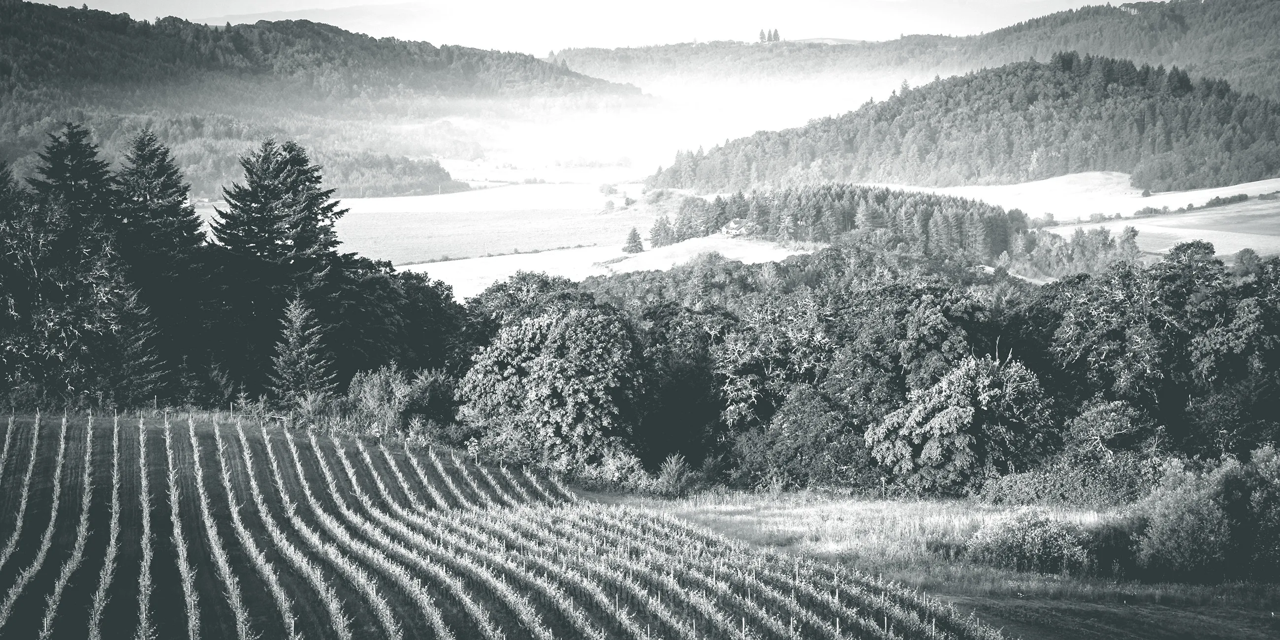 Black & white photo of a vineyard and rural farm land in the Willamette Valley