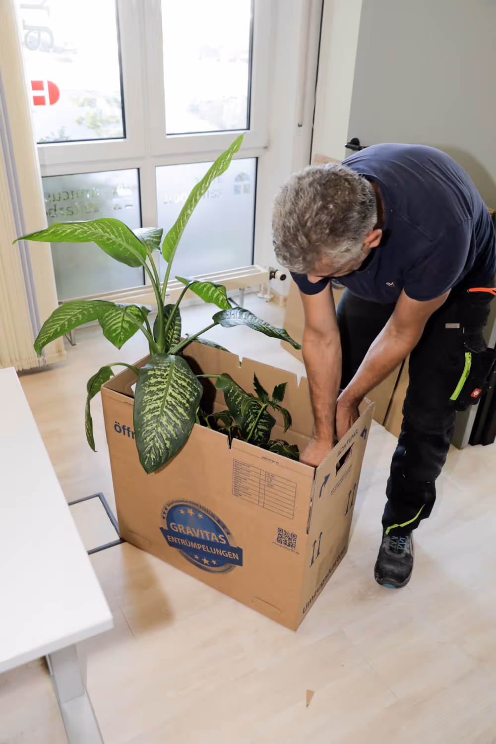 Ein Mann verpackt mehrere Zimmerpflanzen in einem GRAVITAS-Karton in einem hellen Raum mit großen Fenstern.