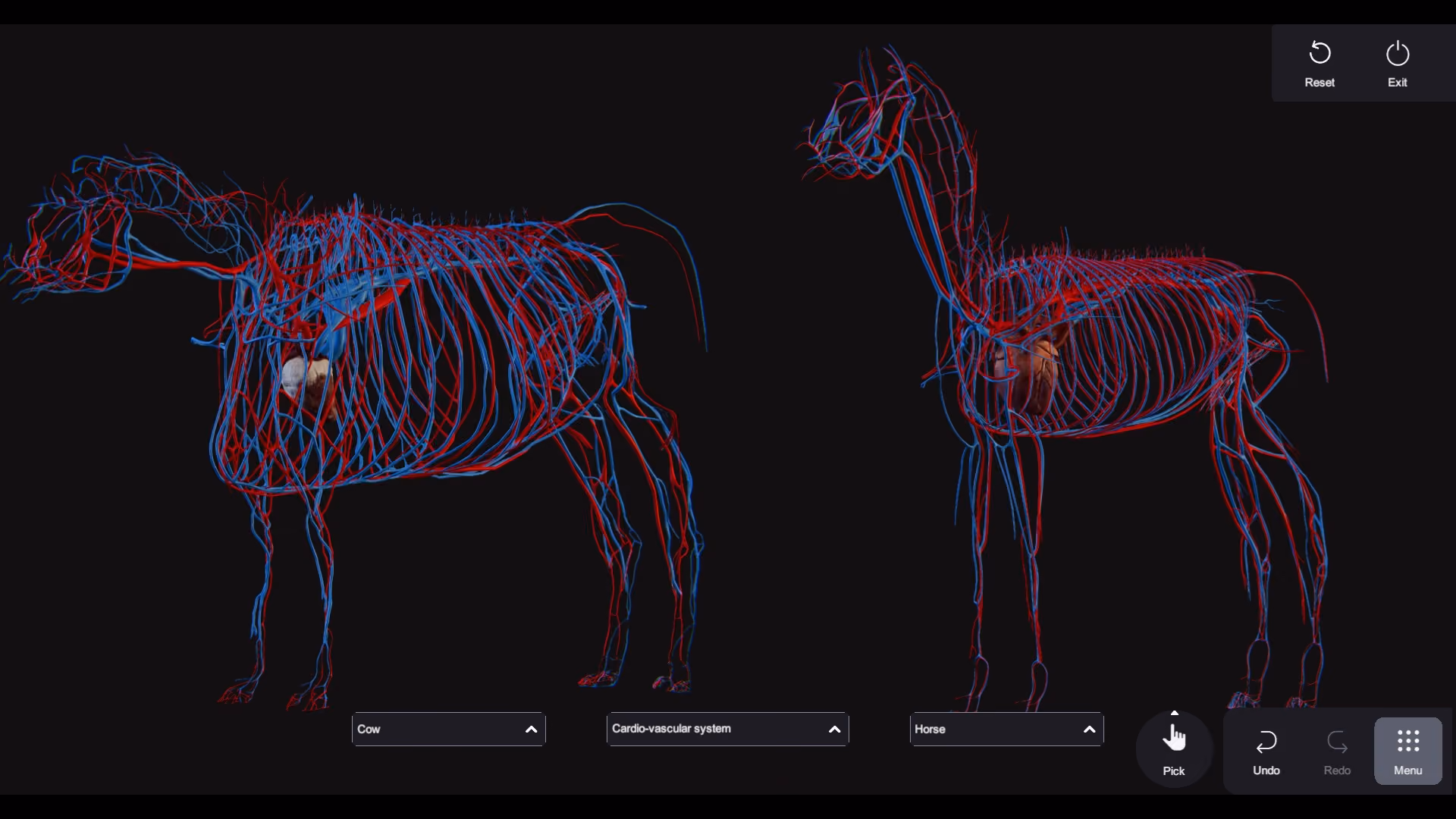 animal anatomy