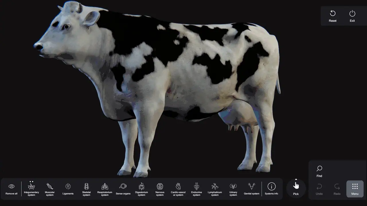 SVision Anatomy Table Cow