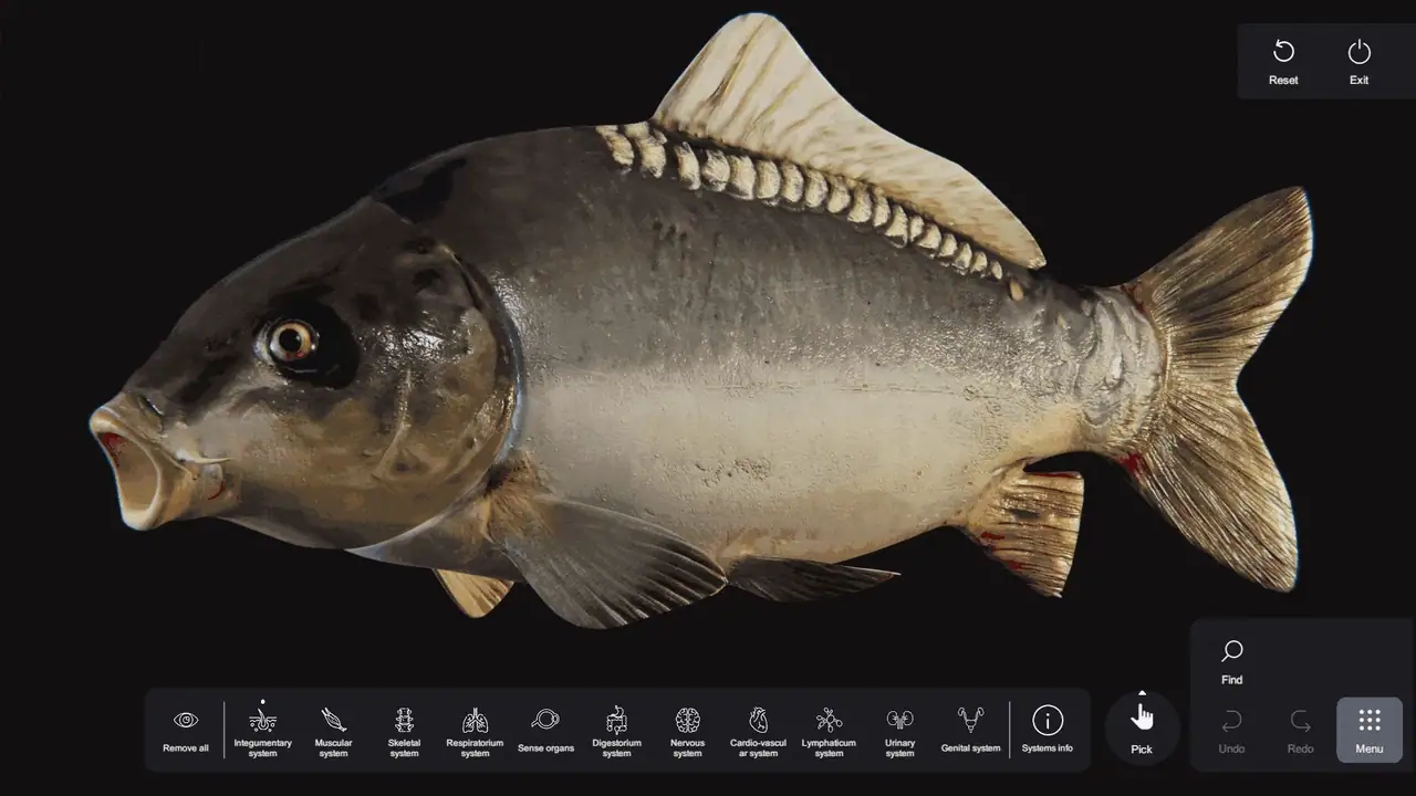 SVision Anatomy Table Carp