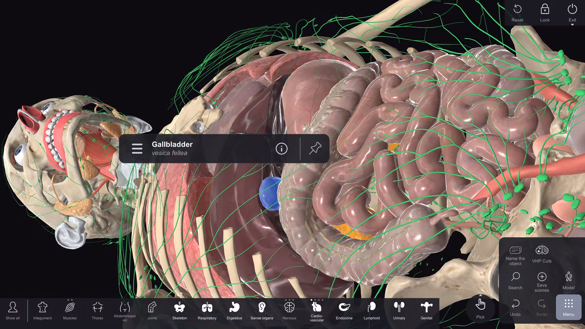 anatomy table interface