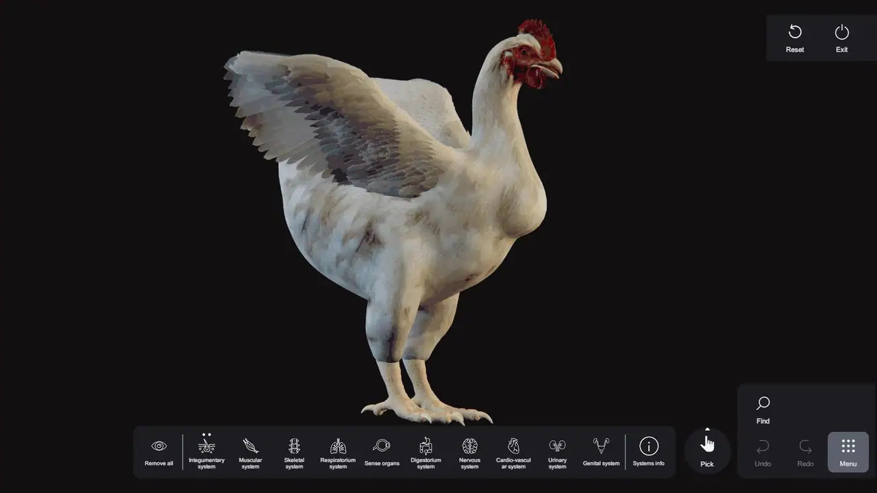 SVision Anatomy Table Chiken