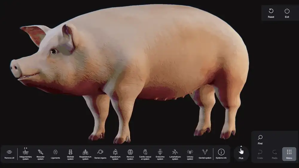 SVision Anatomy Table Pig