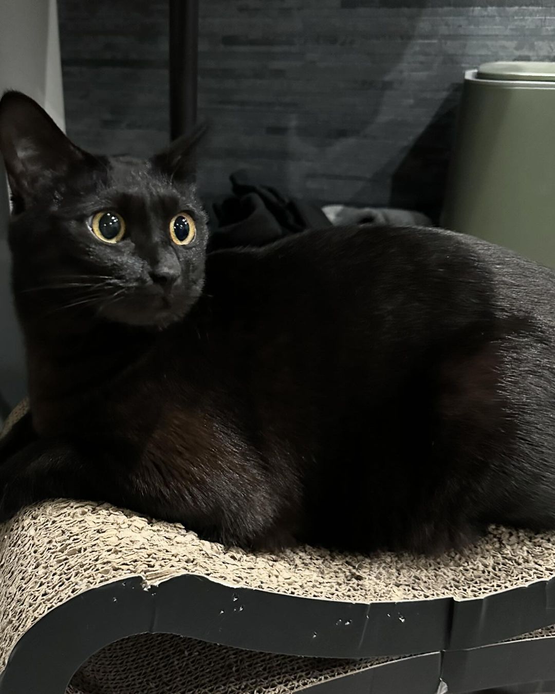 Black Bombay  kittens for sale